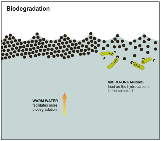 oil spill infographic